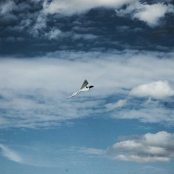 dsc_0034 kouzelna hulka - let rw